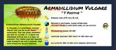 Armadillidium Vulgare T Positive Isopod Bin Label